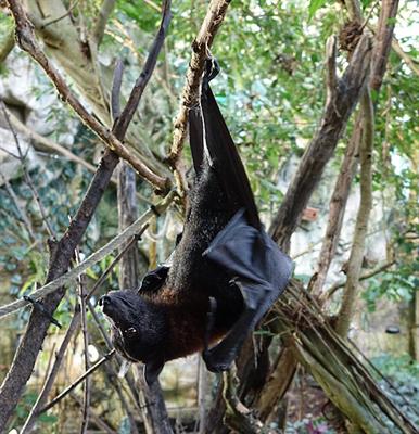 Sequencing the Genome of Indian Flying Fox, Natural Reservoir of Nipah Virus, Using Hybrid Assembly and Conservative Secondary Scaffolding